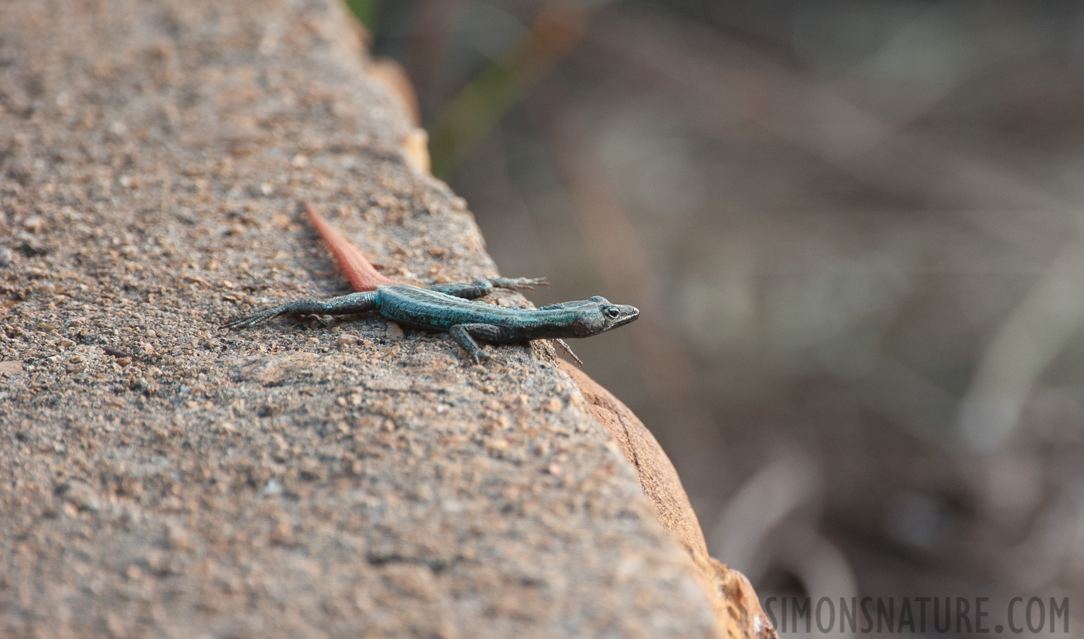 Platysaurus intermedius wilhelmi [550 mm, 1/500 sec at f / 7.1, ISO 1600]